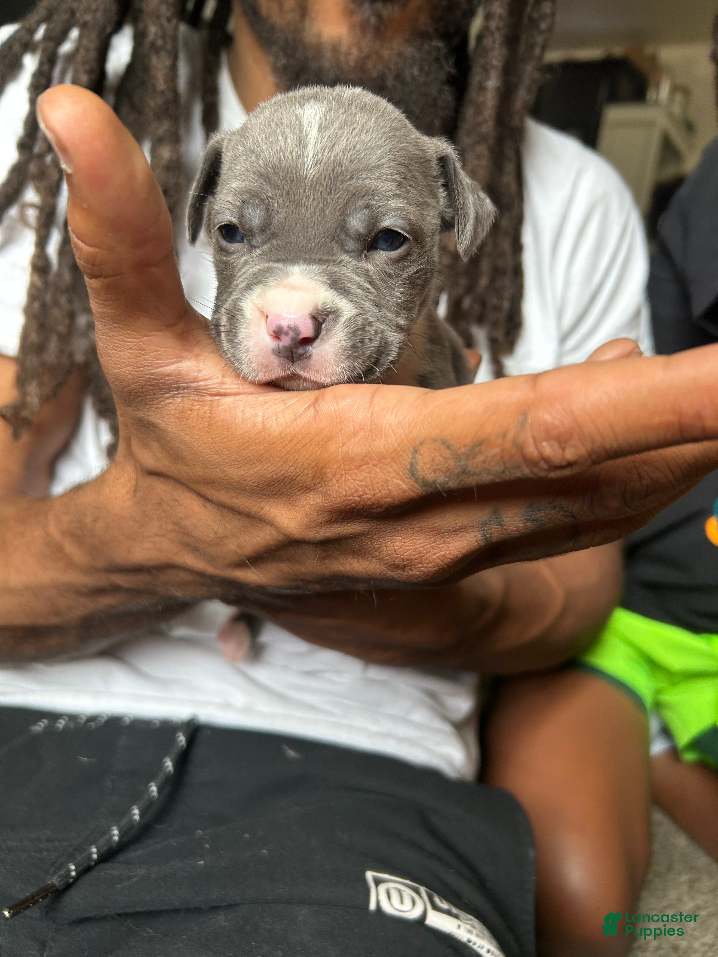 American Pit Bull Terrier dogs American Pit Bull Terrier 6 - Ad 14