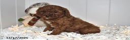 Cavapoo dogs for sale: Cami - Ad 2