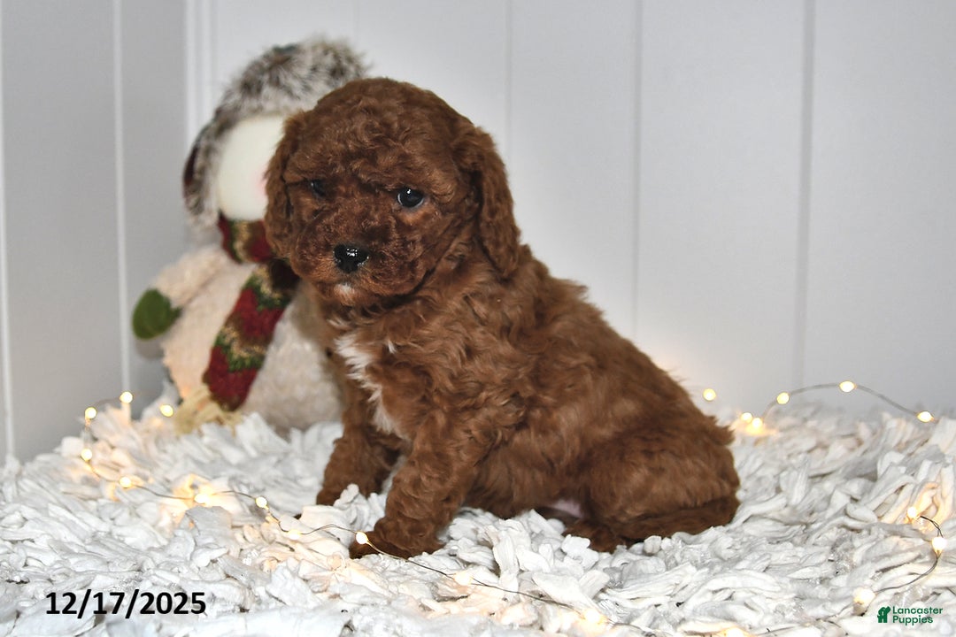 Cavapoo dogs for sale: Cami - Ad 2