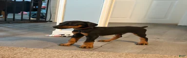 Doberman Pinscher 2