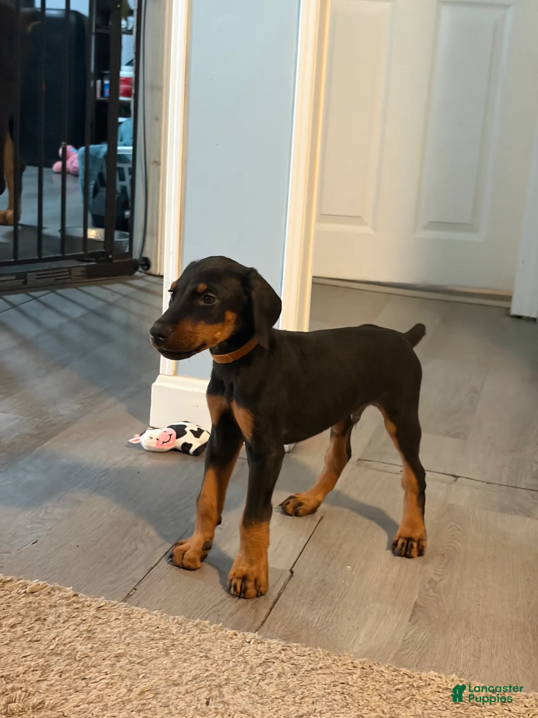 Doberman Pinscher dogs for sale: Doberman Pinscher 2 - Ad 1