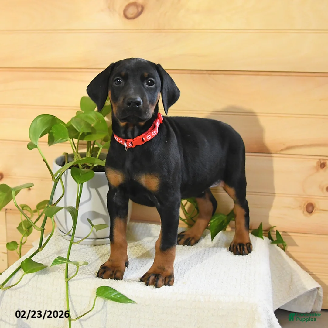 Doberman Pinscher dogs for sale: Annie - Ad 2