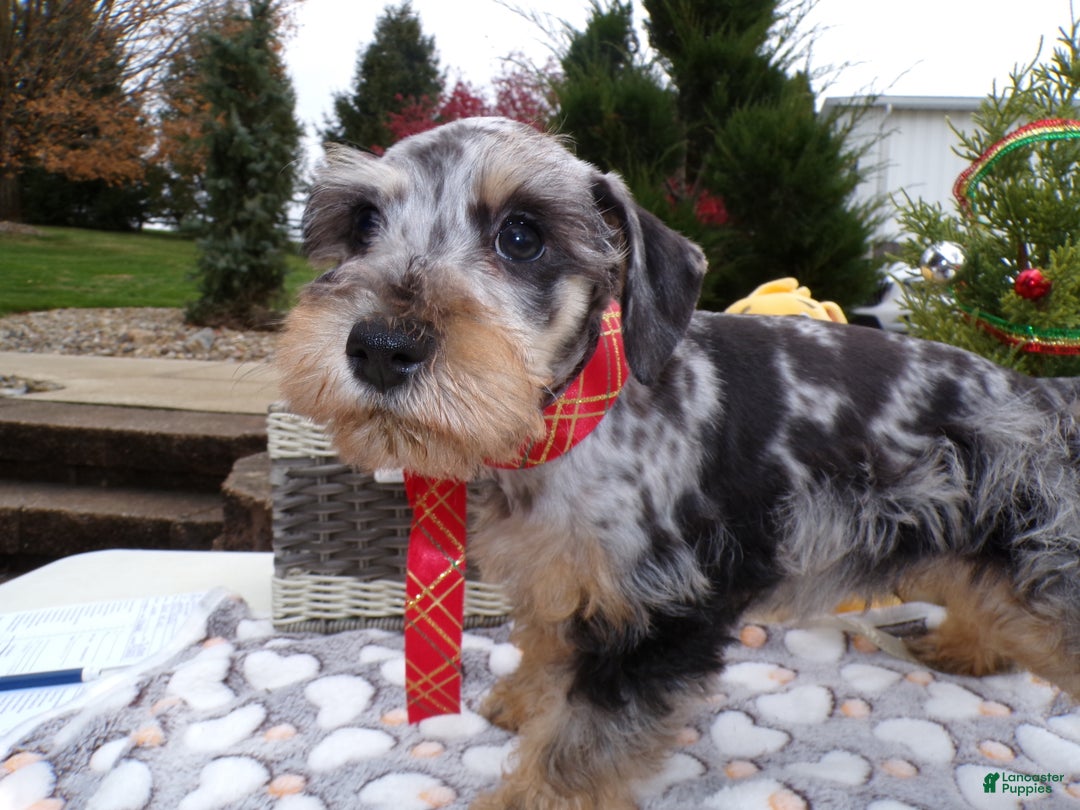 Schnoodle dogs for sale: Schnoodle Puppy 3 Leon - Ad 2
