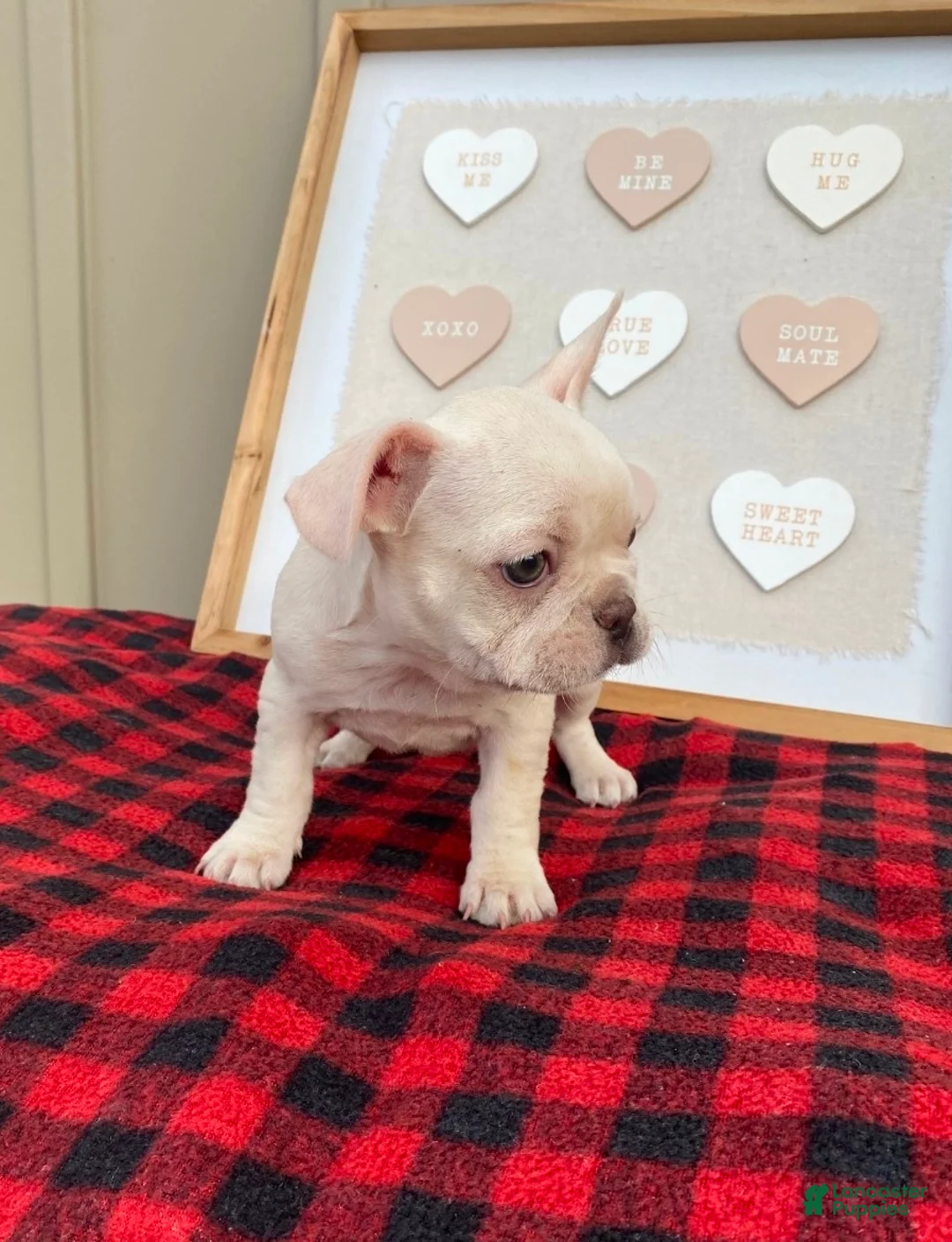French Bulldog dogs for sale: French Bulldog Puppy 4 - Ad 1
