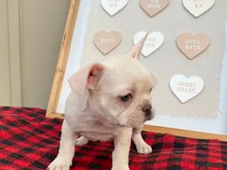 French Bulldog dogs French Bulldog Puppy 4 - Ad 2