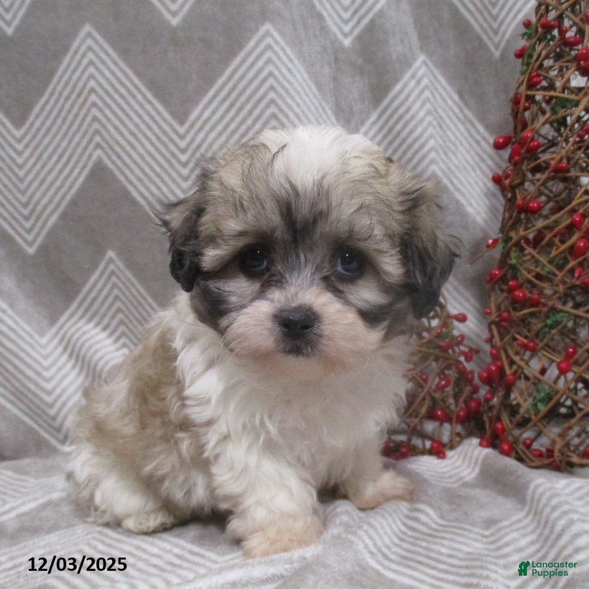 Teddy Bear dogs Iyla - Ad 36