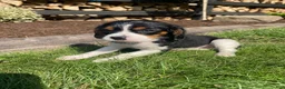 Beaglier dogs for sale: Abby - Ad 8