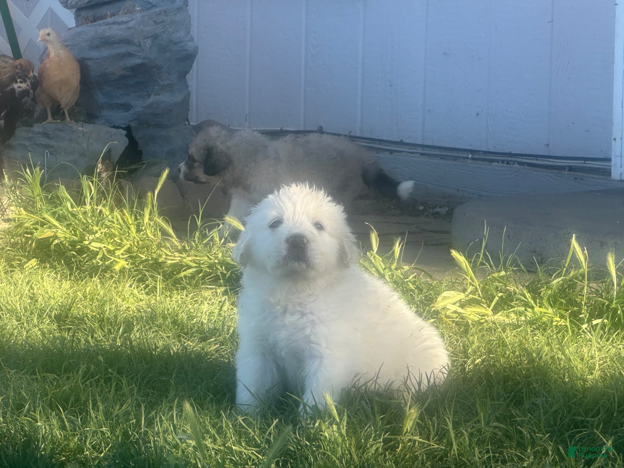 Mixed Breed dogs Mixed Breed Puppy 4 - Ad 30