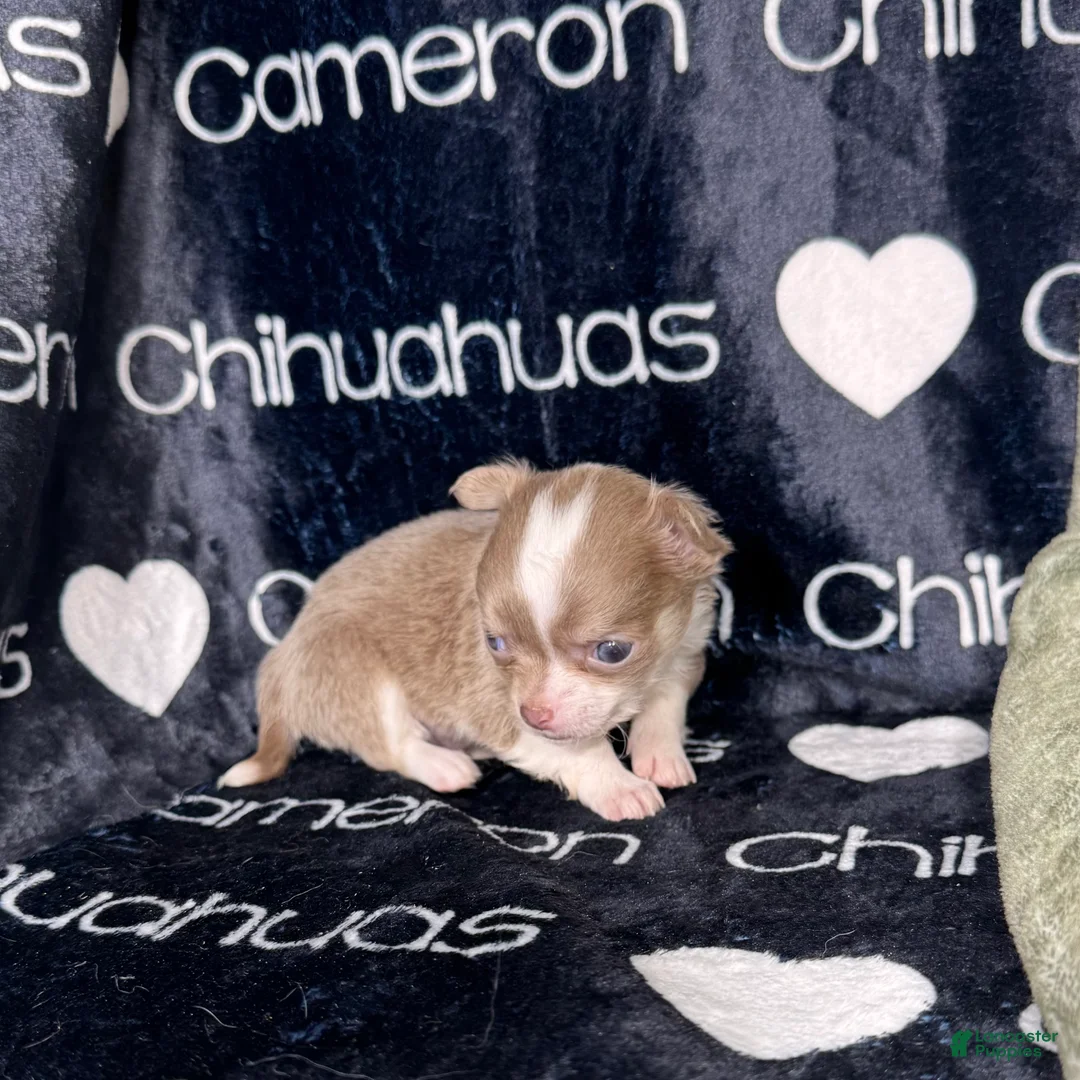 Chihuahua dogs for sale: Legacy Boy - Ad 1