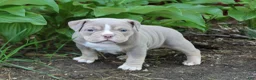 American Bully dogs for sale: Stella - Ad 4
