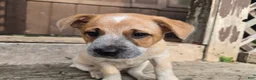 Australian Cattle Dog dogs for sale: Bandit - Ad 3