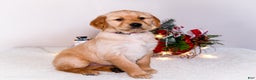 Golden Retriever dogs for sale: Jenny - Ad 4
