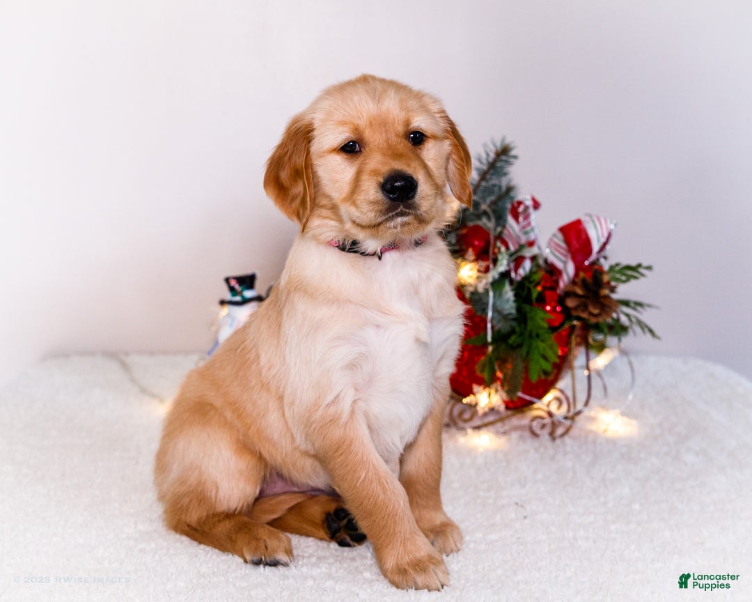 Golden Retriever dogs for sale: Jenny - Ad 4