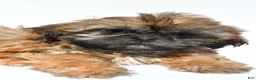 Shih Tzu dogs for sale: Vicky - Ad 9