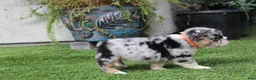 English Bulldog dogs for sale: English Bulldog 1 - Ad 5