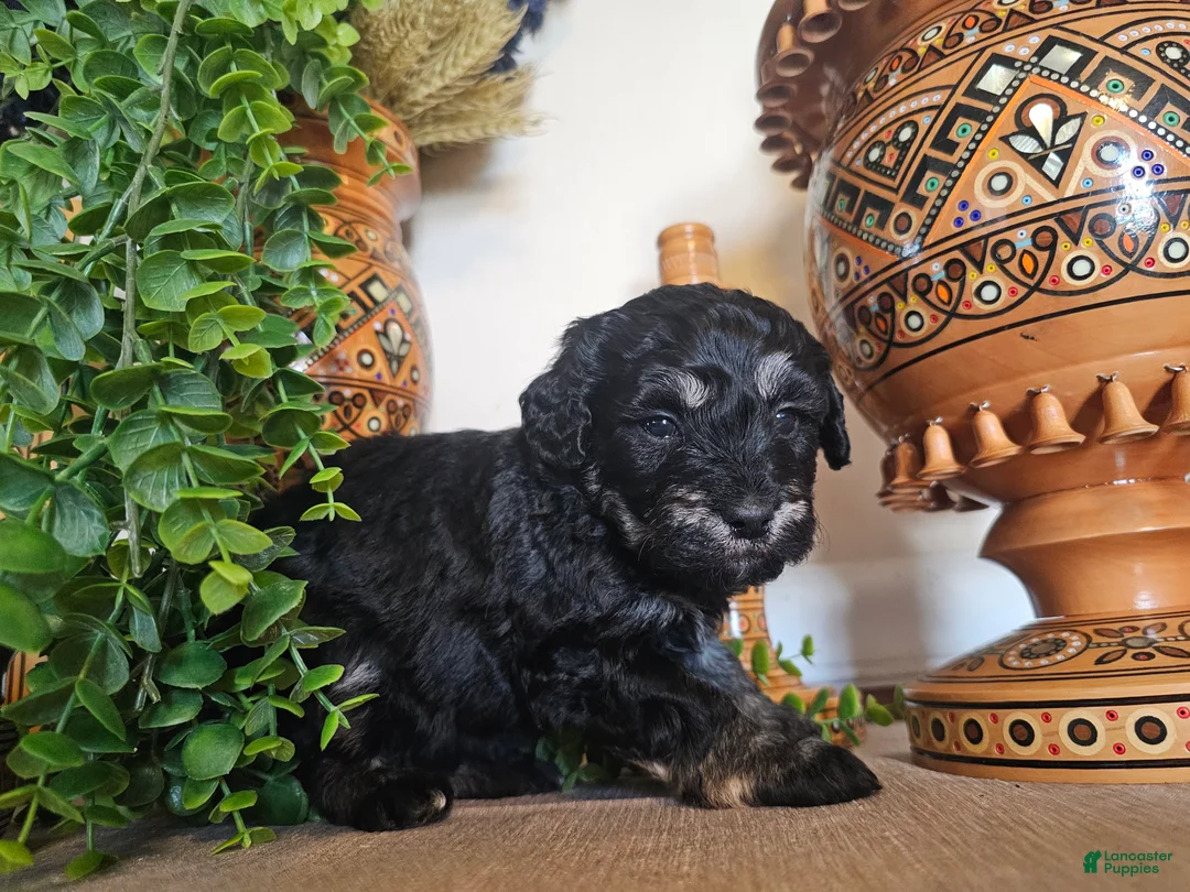 Mini Goldendoodle dogs for sale: Blossom - Ad 1