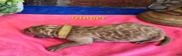 Goldendoodle dogs for sale: Mini Goldendoodle 6 - Ad 4