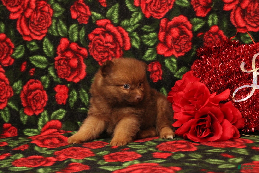Pomeranian dogs for sale: Linnea - Ad 2