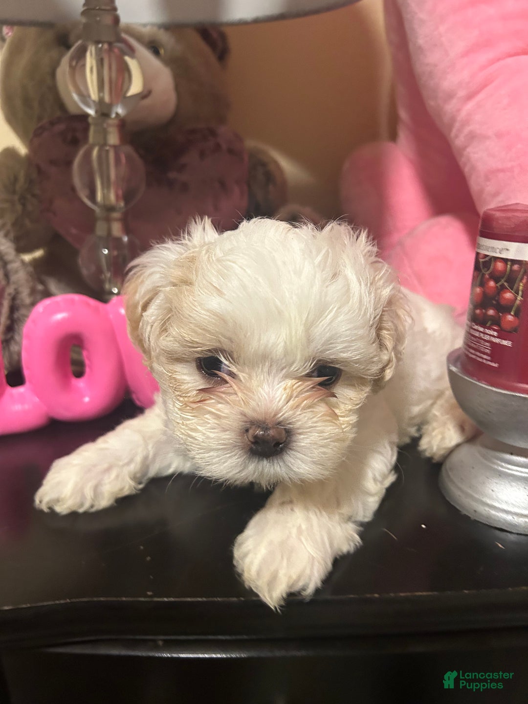 Shih Tzu dogs for sale: Shih Tzu Puppy 2 - Ad 2