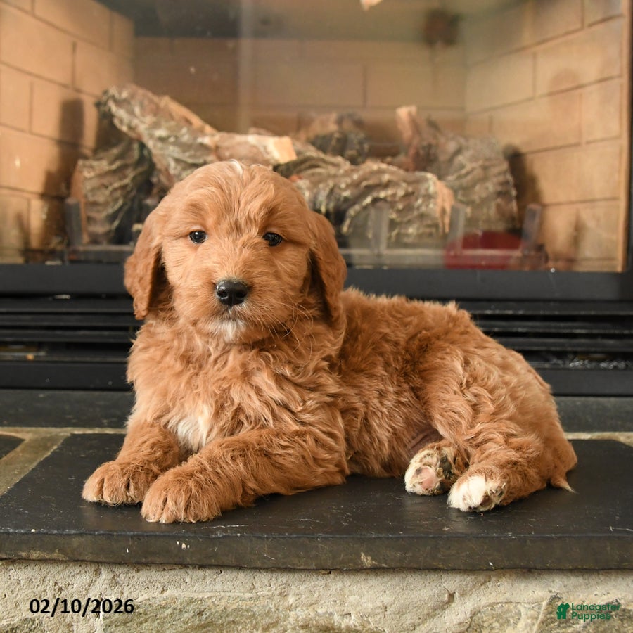 Mini Goldendoodle dogs Rabbit - Ad 2