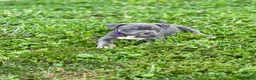 American Bully dogs for sale: Penny - Ad 4