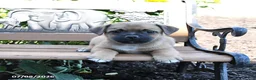 Jug dogs for sale: Comet - Ad 3