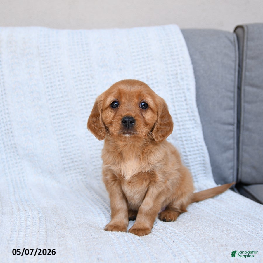 Miniature Golden Retriever dogs Bubbles - Ad 2