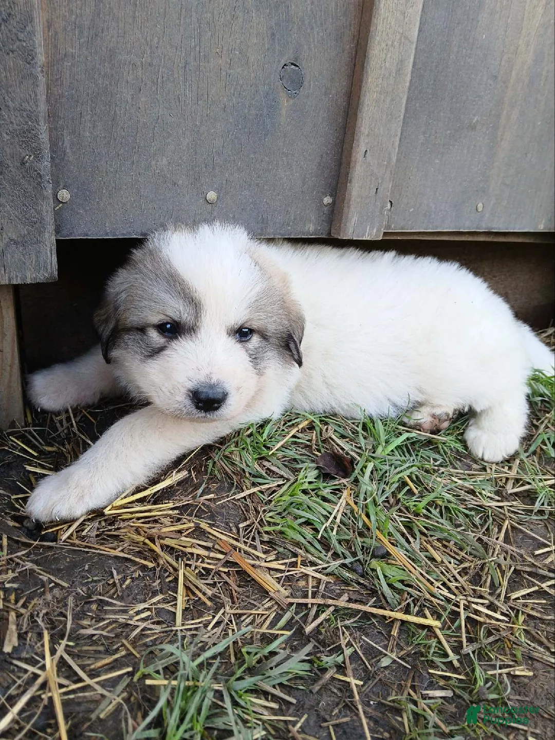 Great Pyrenees dogs for sale: Great Pyrenees Puppy 4 - Ad 1