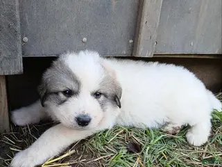 Great Pyrenees dogs Great Pyrenees Puppy 4 - Ad 20