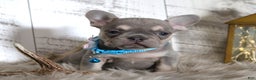 French Bulldog dogs for sale: Stitch - Ad 7
