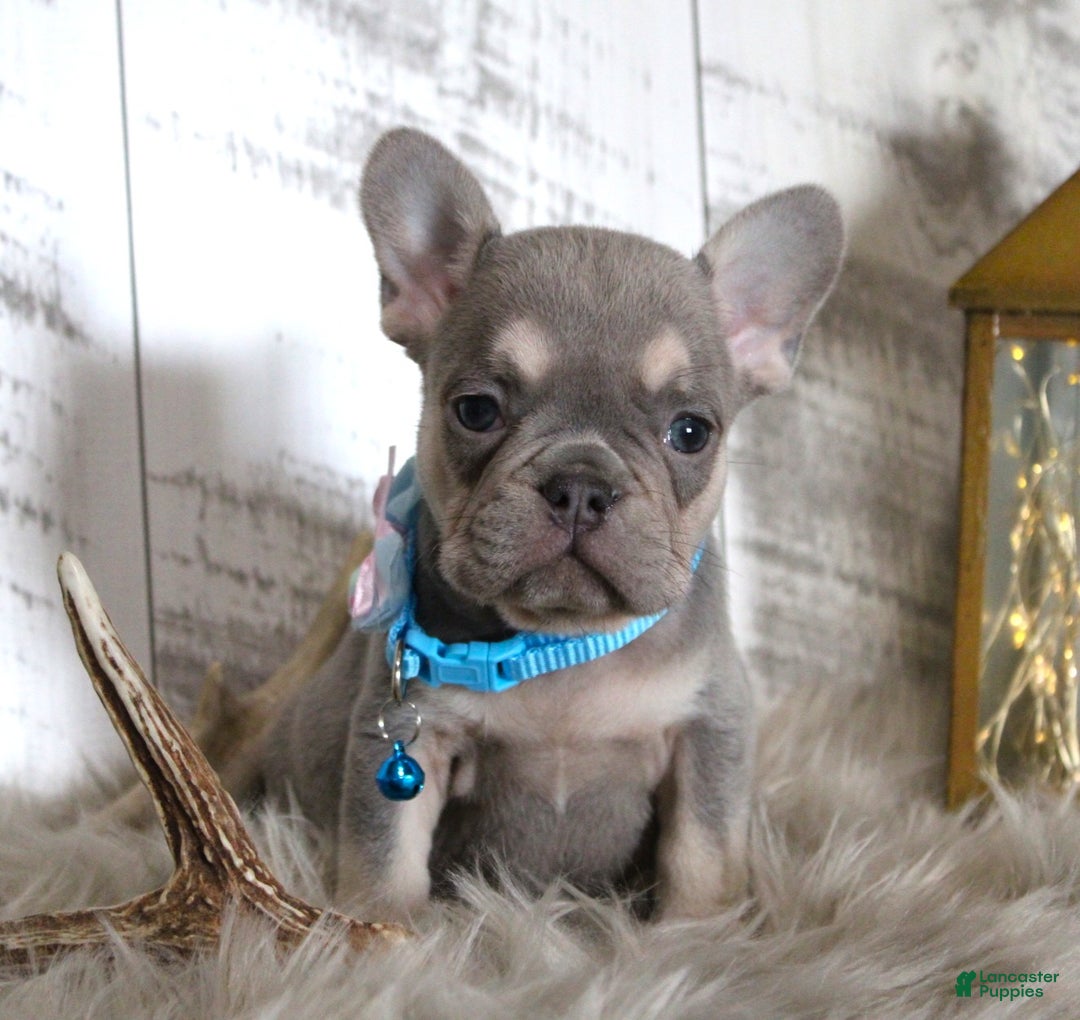 French Bulldog dogs for sale: Stitch - Ad 7