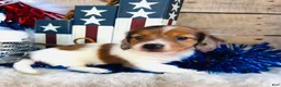 Miniature Dachshund dogs for sale: Jim Beam (Longhair) - Ad 6