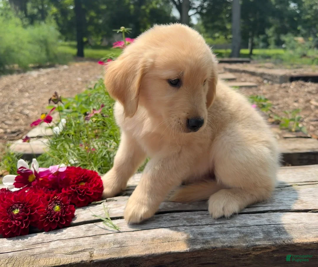 Golden Retriever dogs for sale: Finn - Ad 2