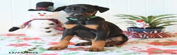 Doberman Pinscher dogs for sale: Bear - Ad 3