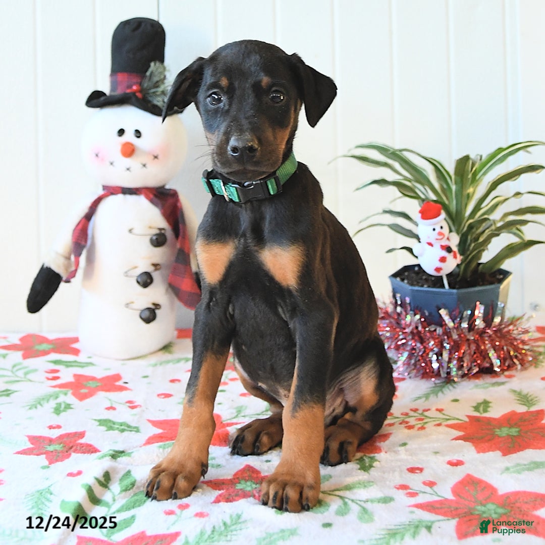 Doberman Pinscher dogs for sale: Bear - Ad 3
