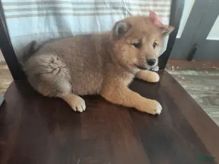 Shiba Inu dogs Abigail - Ad 36