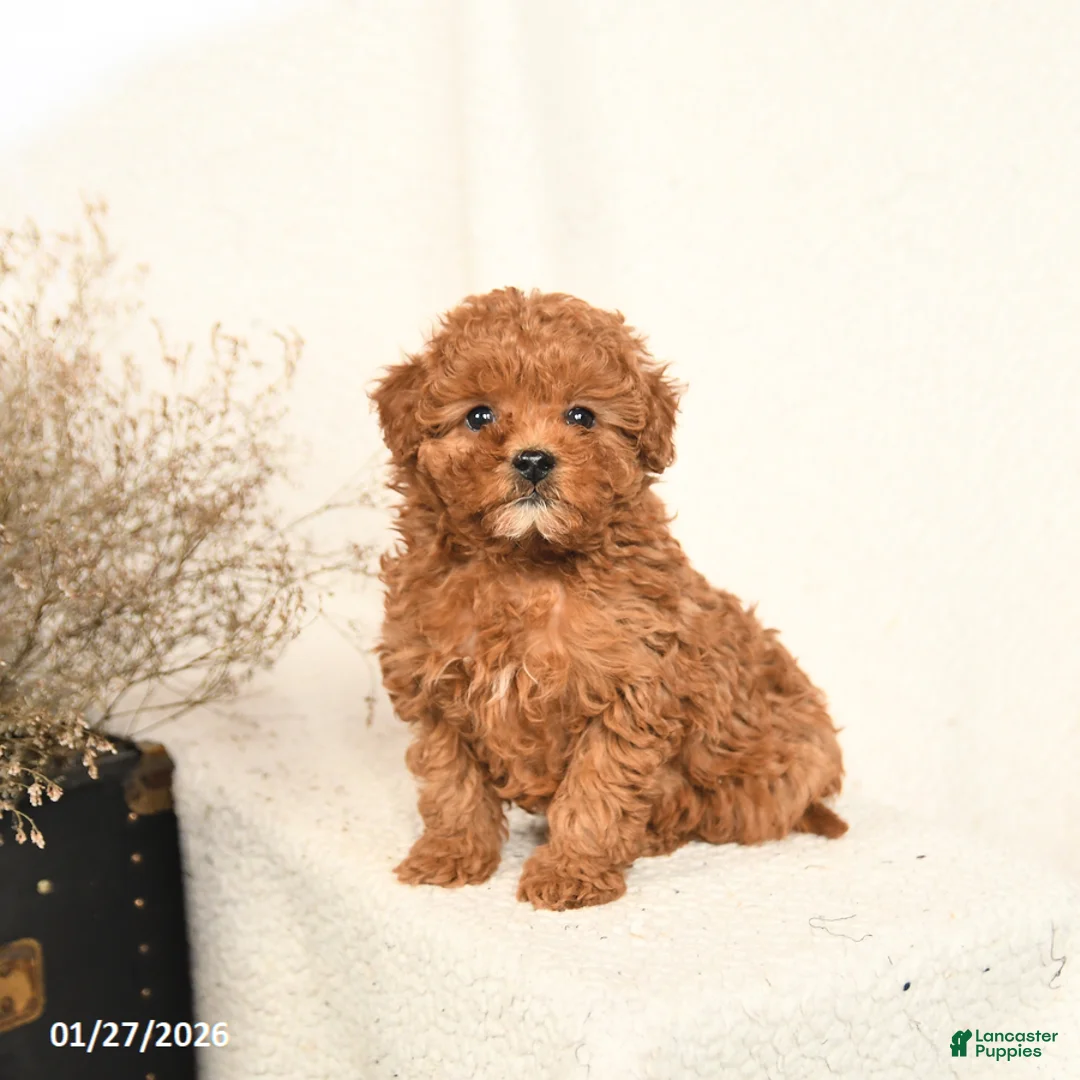 Miniature Poodle dogs for sale: Abby - Ad 1