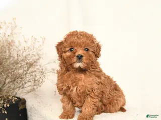 Miniature Poodle dogs Abby - Ad 11
