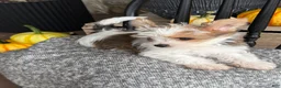 Yorkshire Terrier dogs for sale: Timmy - Ad 17