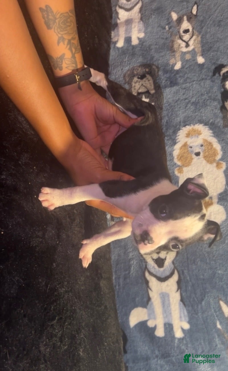 American Bully dogs Diamond - Ad 1