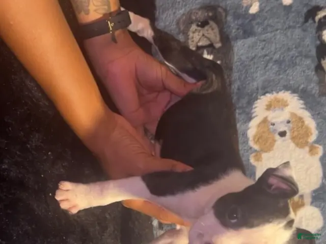 American Bully dogs for sale: Diamond - Ad 1