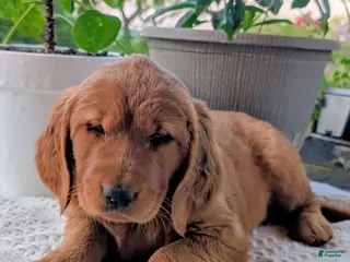 Golden Retriever dogs for sale: Theo - Ad 4