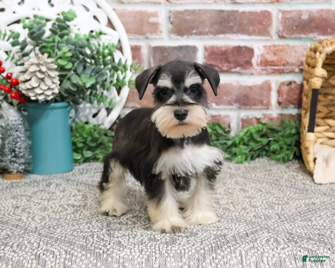 Miniature Schnauzer dogs for sale: Eduardo  - Ad 3