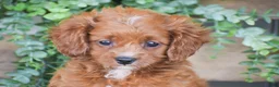 Cavapoo dogs for sale: Duke - Ad 4