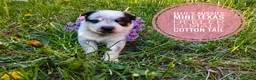 Mixed Breed dogs for sale: Cotton Tail - Ad 7