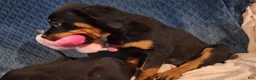 Rottweiler dogs for sale: Rottweiler Puppy 4 - Ad 6