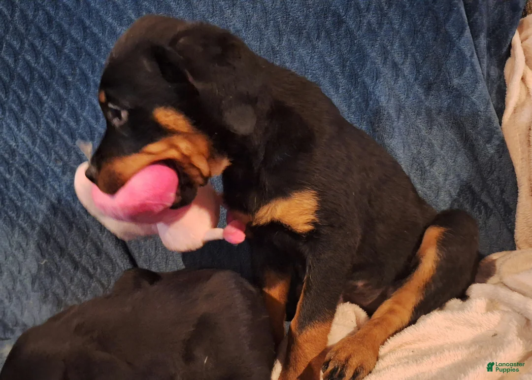 Rottweiler dogs for sale: Rottweiler Puppy 4 - Ad 6
