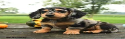 Miniature Dachshund dogs for sale: Pumpkin - Ad 4