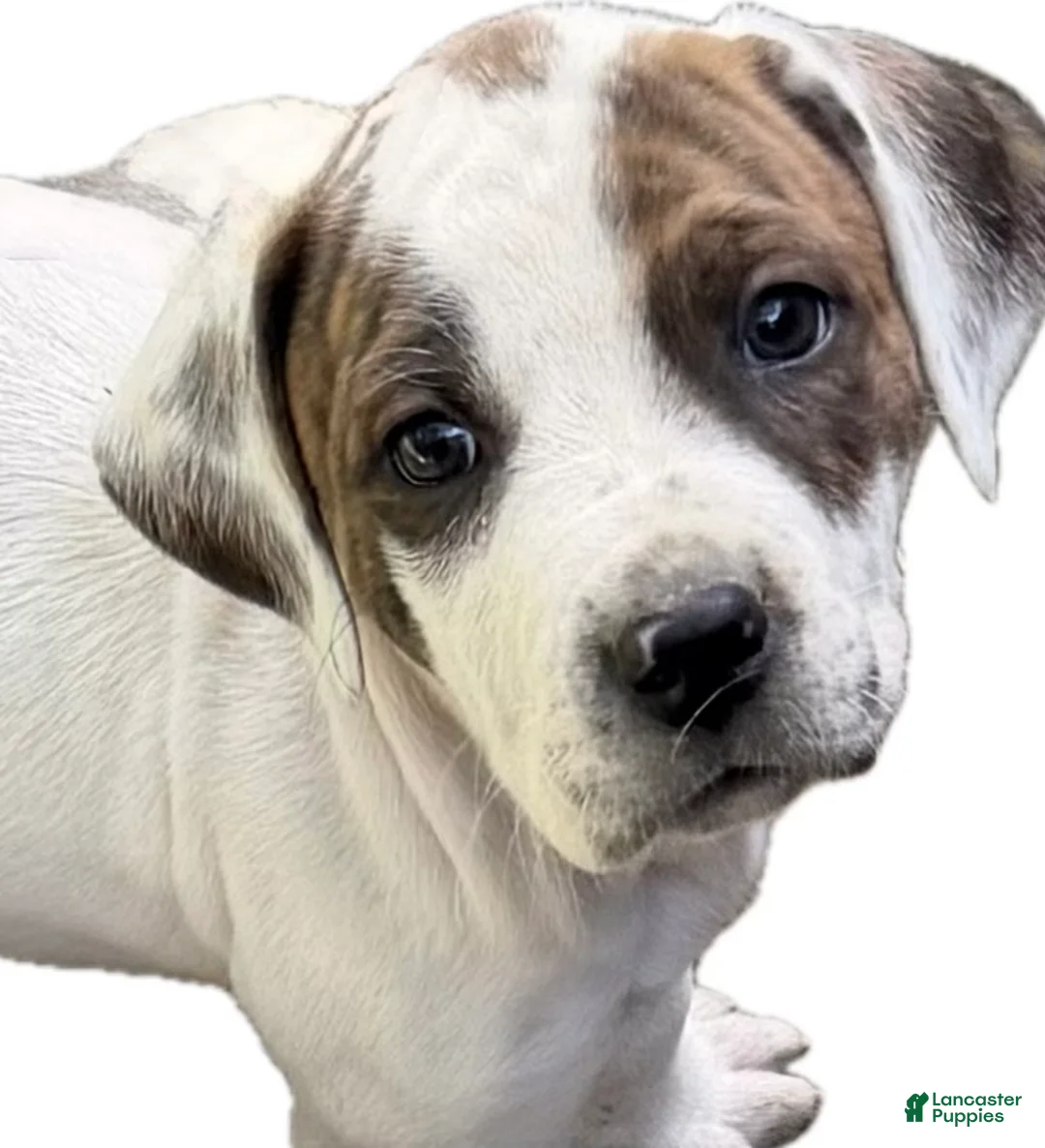 Mixed Breed dogs for sale: Patches  - Ad 1