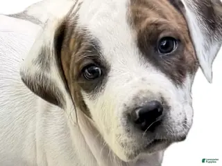 Mixed Breed dogs for sale: Patches - Ad 3